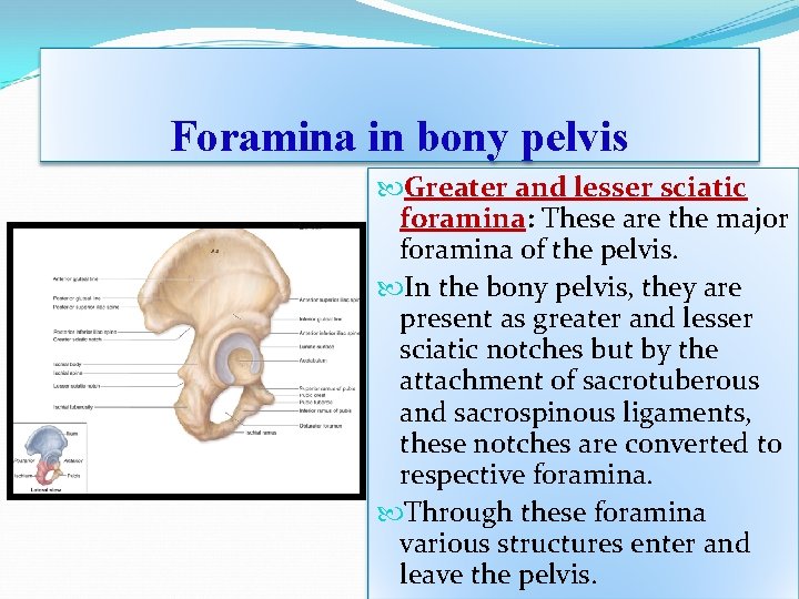 Foramina in bony pelvis Greater and lesser sciatic foramina: These are the major foramina Foramina in bony pelvis Greater and lesser sciatic foramina: These are the major foramina