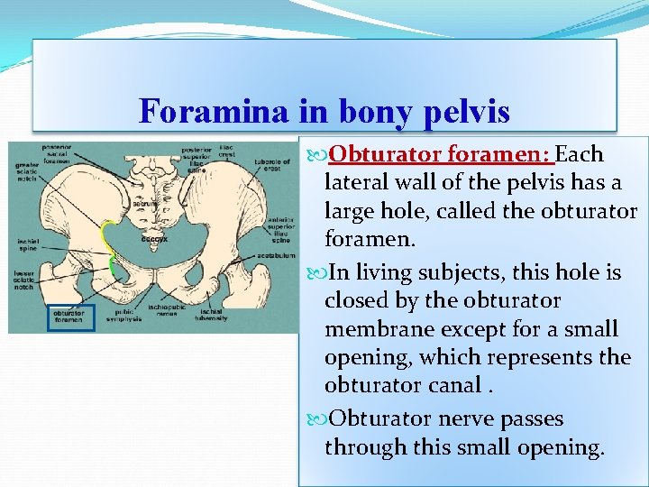 Foramina in bony pelvis Obturator foramen: Each lateral wall of the pelvis has a Foramina in bony pelvis Obturator foramen: Each lateral wall of the pelvis has a