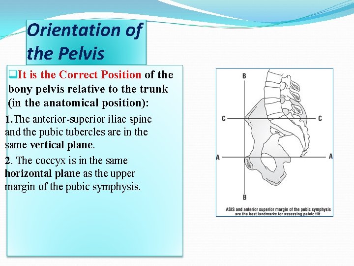 Orientation of the Pelvis q. It is the Correct Position of the bony pelvis Orientation of the Pelvis q. It is the Correct Position of the bony pelvis