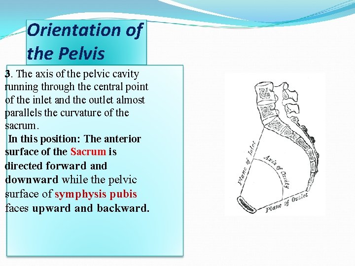 Orientation of the Pelvis 3. The axis of the pelvic cavity running through the Orientation of the Pelvis 3. The axis of the pelvic cavity running through the