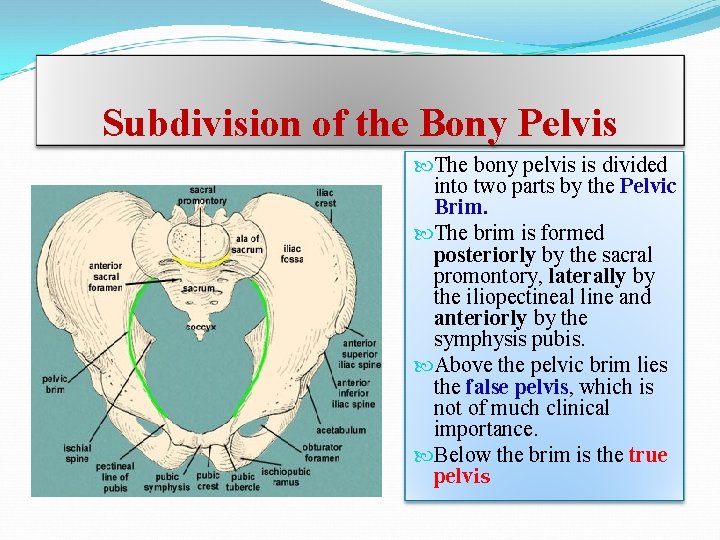 Subdivision of the Bony Pelvis The bony pelvis is divided into two parts by Subdivision of the Bony Pelvis The bony pelvis is divided into two parts by