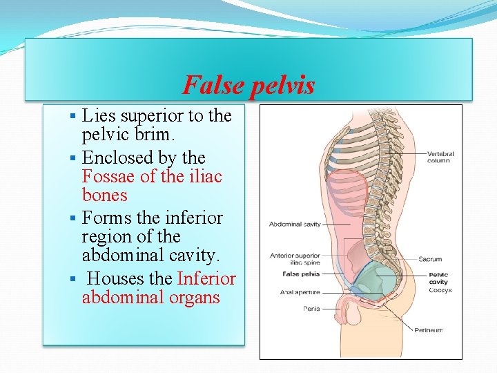 False pelvis § Lies superior to the pelvic brim. § Enclosed by the Fossae False pelvis § Lies superior to the pelvic brim. § Enclosed by the Fossae