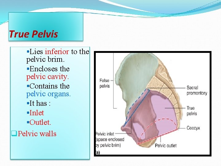 True Pelvis §Lies inferior to the pelvic brim. §Encloses the pelvic cavity. §Contains the True Pelvis §Lies inferior to the pelvic brim. §Encloses the pelvic cavity. §Contains the