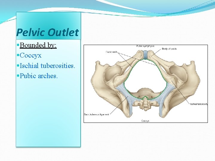 Pelvic Outlet §Bounded by: §Coccyx §Ischial tuberosities. §Pubic arches. Pelvic Outlet §Bounded by: §Coccyx §Ischial tuberosities. §Pubic arches.