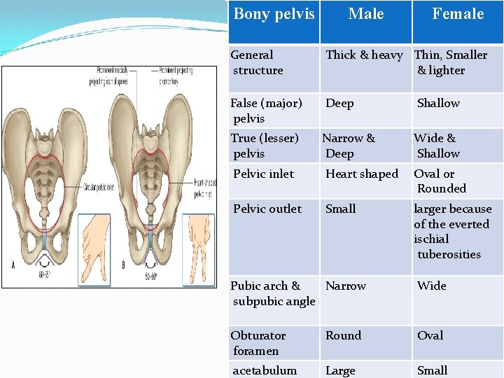 Bony pelvis Male Female General structure Thick & heavy Thin, Smaller & lighter False Bony pelvis Male Female General structure Thick & heavy Thin, Smaller & lighter False