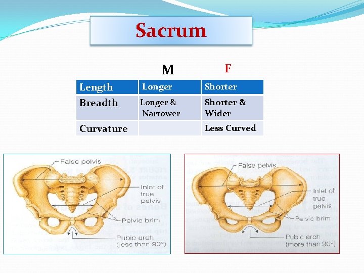 Sacrum M F Length Longer Shorter Breadth Longer & Narrower Shorter & Wider Curvature Sacrum M F Length Longer Shorter Breadth Longer & Narrower Shorter & Wider Curvature