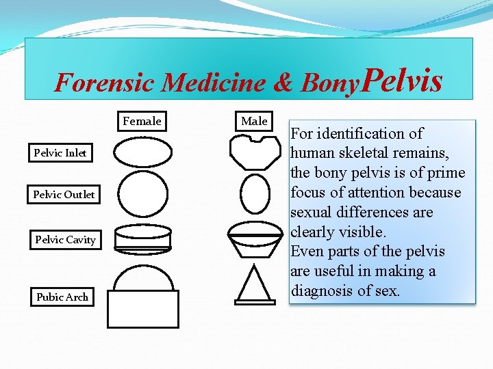 Forensic Medicine & Bony. Pelvis Female Pelvic Inlet Pelvic Outlet Pelvic Cavity Pubic Arch Forensic Medicine & Bony. Pelvis Female Pelvic Inlet Pelvic Outlet Pelvic Cavity Pubic Arch