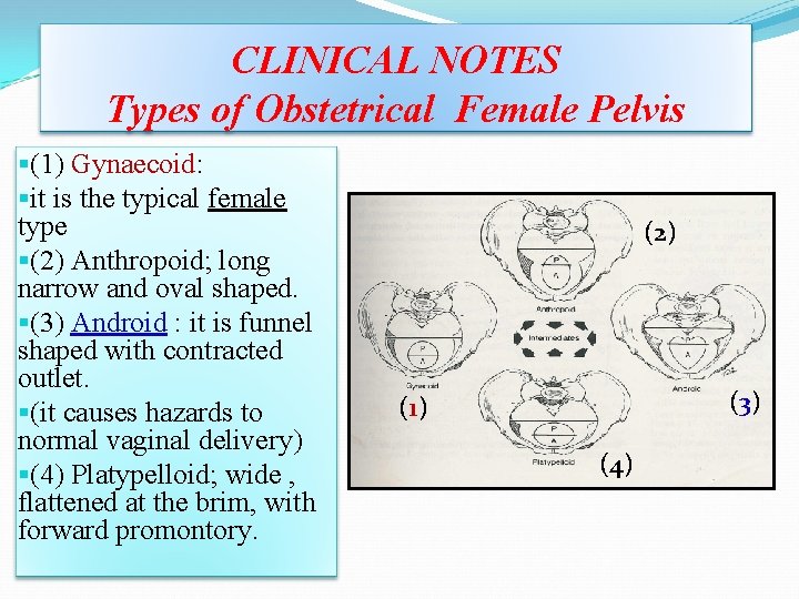 CLINICAL NOTES Types of Obstetrical Female Pelvis §(1) Gynaecoid: §it is the typical female CLINICAL NOTES Types of Obstetrical Female Pelvis §(1) Gynaecoid: §it is the typical female