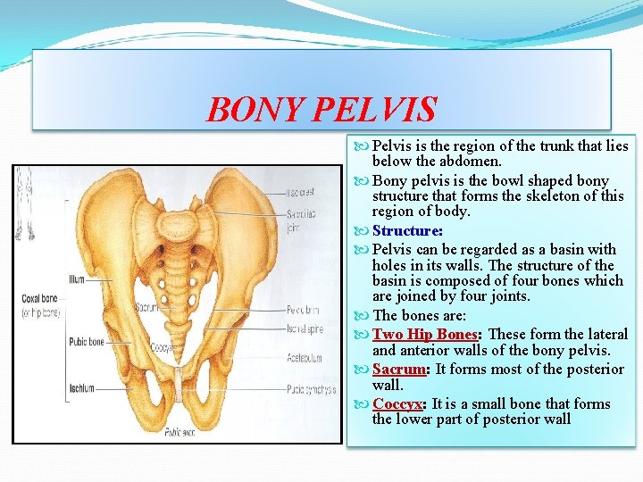BONY PELVIS Pelvis is the region of the trunk that lies below the abdomen. BONY PELVIS Pelvis is the region of the trunk that lies below the abdomen.