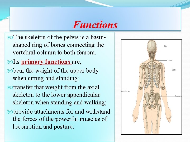 Functions The skeleton of the pelvis is a basinshaped ring of bones connecting the Functions The skeleton of the pelvis is a basinshaped ring of bones connecting the