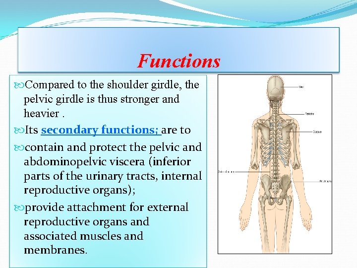 Functions Compared to the shoulder girdle, the pelvic girdle is thus stronger and heavier. Functions Compared to the shoulder girdle, the pelvic girdle is thus stronger and heavier.