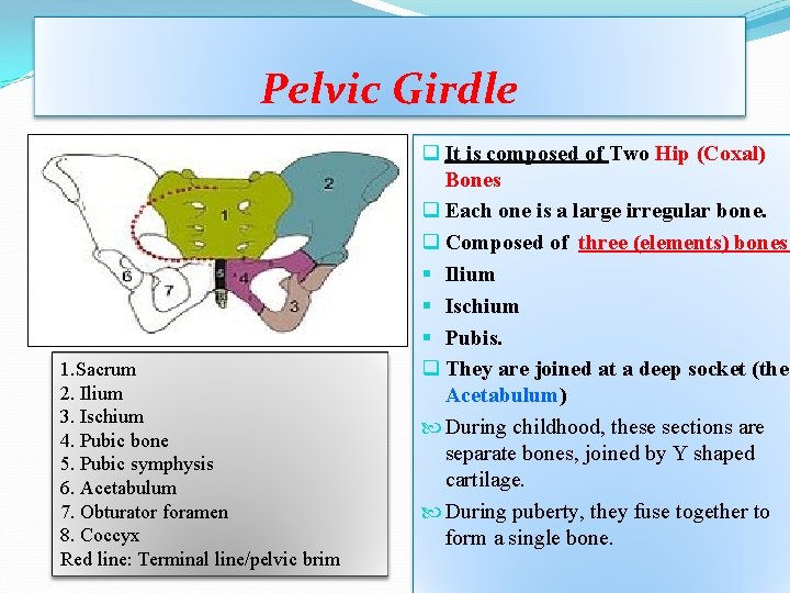 Pelvic Girdle 1. Sacrum 2. Ilium 3. Ischium 4. Pubic bone 5. Pubic symphysis Pelvic Girdle 1. Sacrum 2. Ilium 3. Ischium 4. Pubic bone 5. Pubic symphysis