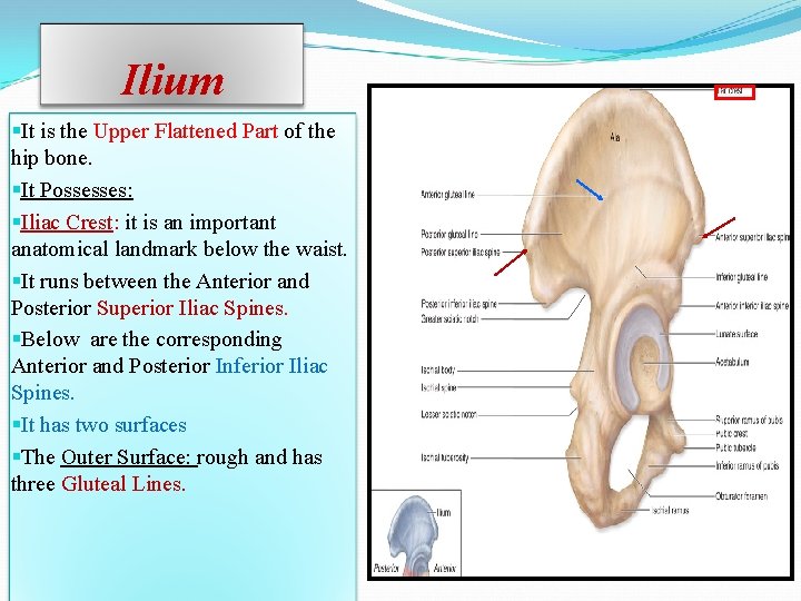 Ilium §It is the Upper Flattened Part of the hip bone. §It Possesses: §Iliac Ilium §It is the Upper Flattened Part of the hip bone. §It Possesses: §Iliac