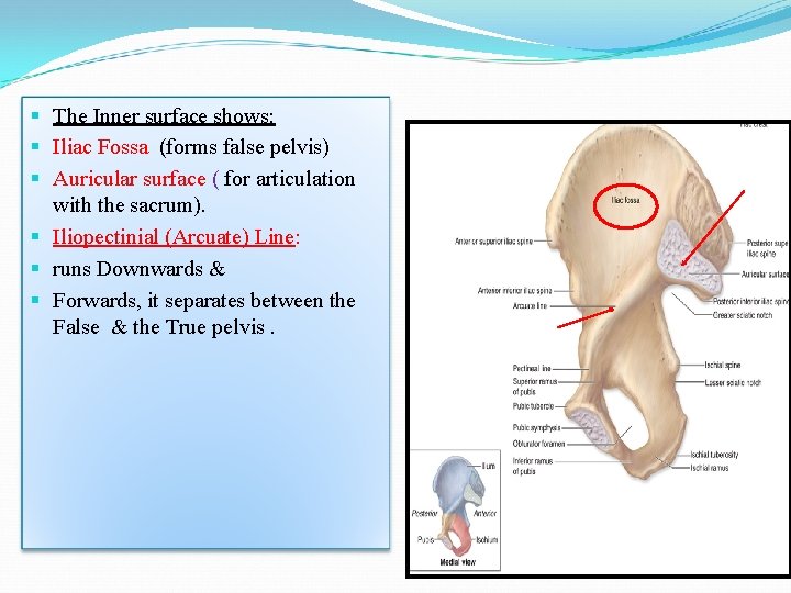 § The Inner surface shows: § Iliac Fossa (forms false pelvis) § Auricular surface § The Inner surface shows: § Iliac Fossa (forms false pelvis) § Auricular surface