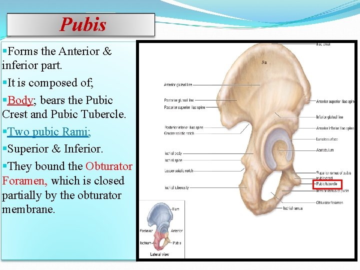Pubis §Forms the Anterior & inferior part. §It is composed of; §Body; bears the Pubis §Forms the Anterior & inferior part. §It is composed of; §Body; bears the