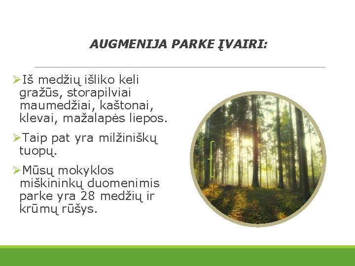 AUGMENIJA PARKE ĮVAIRI: ØIš medžių išliko keli gražūs, storapilviai maumedžiai, kaštonai, klevai, mažalapės liepos.