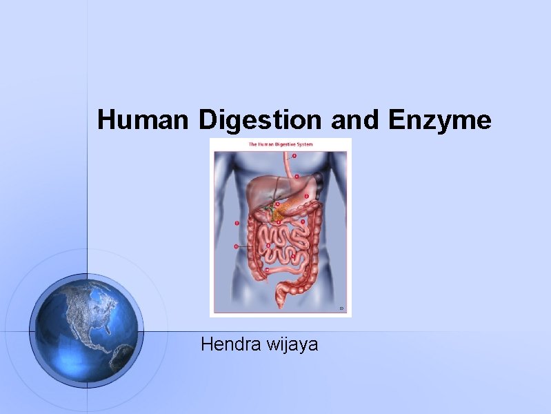 Human Digestion and Enzyme Hendra wijaya 