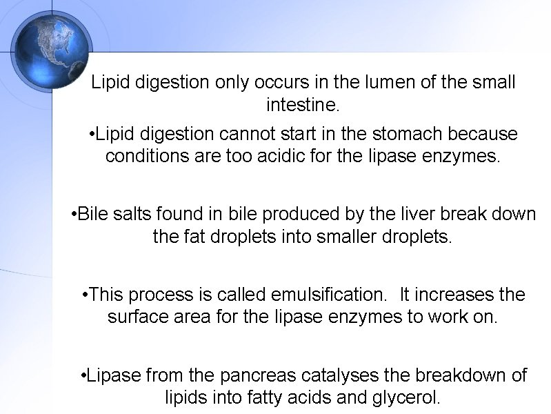 Lipid digestion only occurs in the lumen of the small intestine. • Lipid digestion