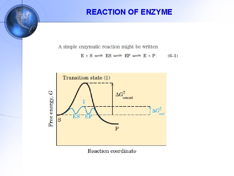 REACTION OF ENZYME 