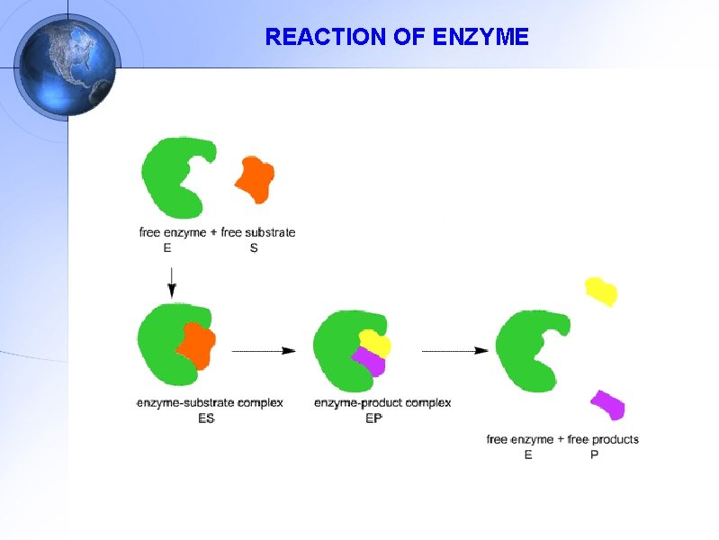 REACTION OF ENZYME 