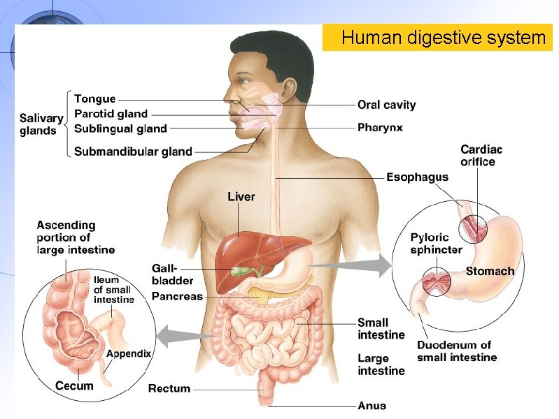 Human digestive system 