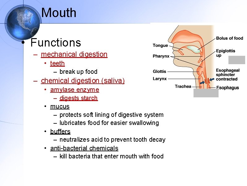 Mouth • Functions – mechanical digestion • teeth – break up food – chemical