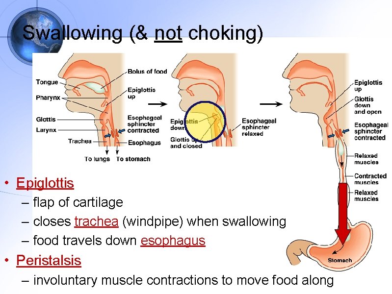 Swallowing (& not choking) • Epiglottis – flap of cartilage – closes trachea (windpipe)