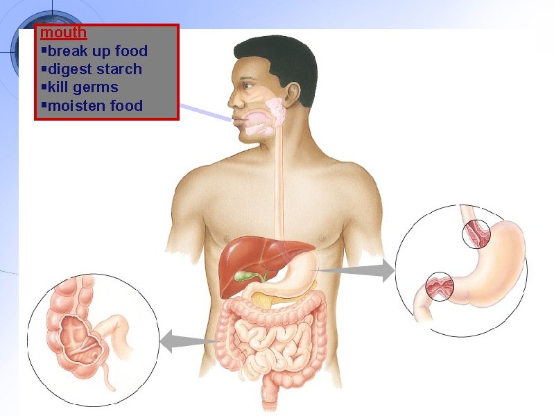 mouth break up food digest starch kill germs moisten food 