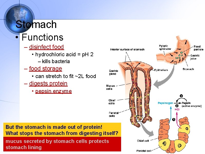 Stomach • Functions – disinfect food • hydrochloric acid = p. H 2 –