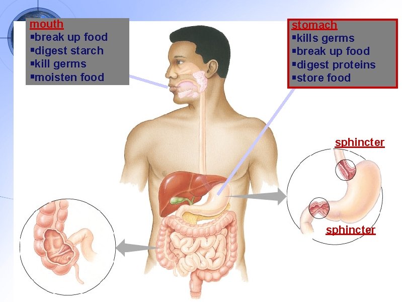 mouth break up food digest starch kill germs moisten food stomach kills germs break