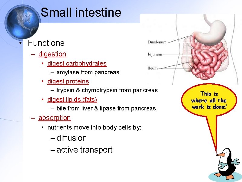 Small intestine • Functions – digestion • digest carbohydrates – amylase from pancreas •