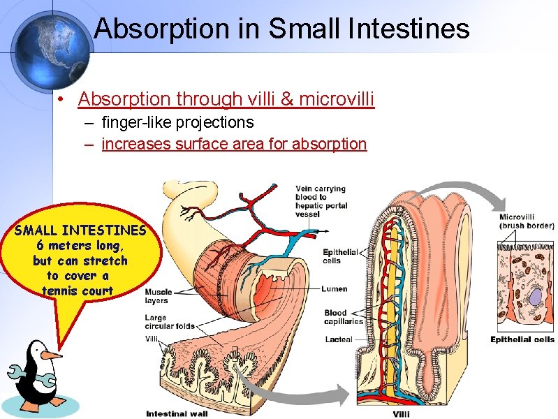Absorption in Small Intestines • Absorption through villi & microvilli – finger-like projections –
