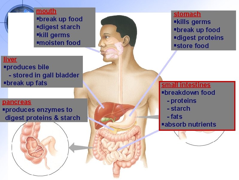 mouth break up food digest starch kill germs moisten food liver produces bile -