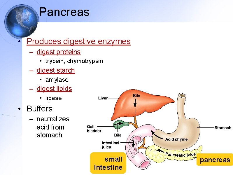 Pancreas • Produces digestive enzymes – digest proteins • trypsin, chymotrypsin – digest starch