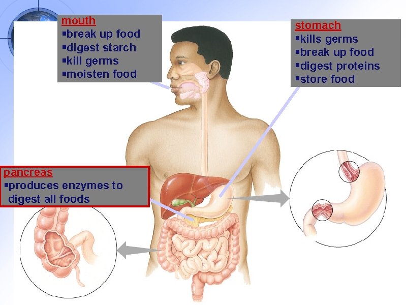 mouth break up food digest starch kill germs moisten food pancreas produces enzymes to