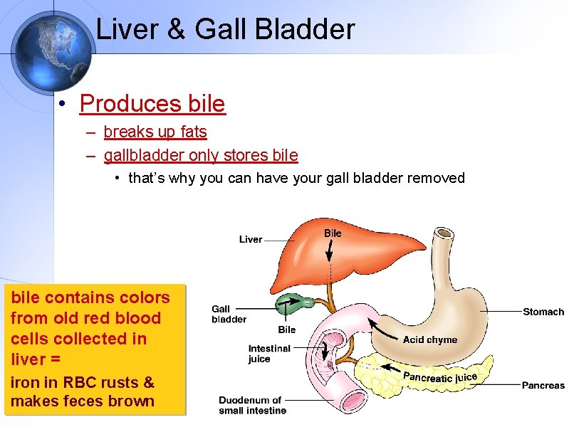 Liver & Gall Bladder • Produces bile – breaks up fats – gallbladder only