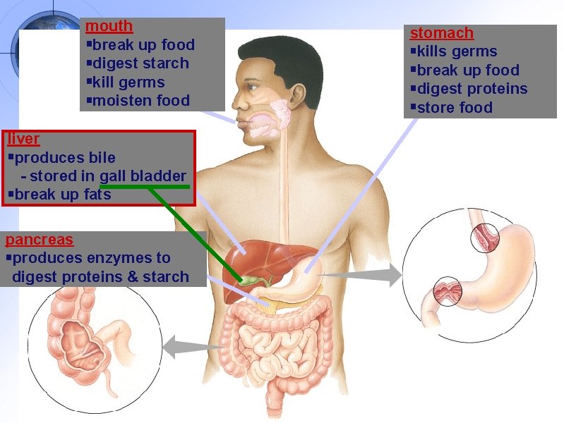 mouth break up food digest starch kill germs moisten food liver produces bile -