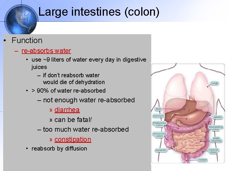 Large intestines (colon) • Function – re-absorbs water • use ~9 liters of water