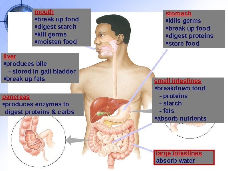 mouth break up food digest starch kill germs moisten food liver produces bile -