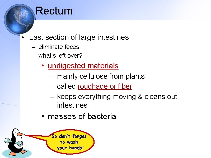 Rectum • Last section of large intestines – eliminate feces – what’s left over?