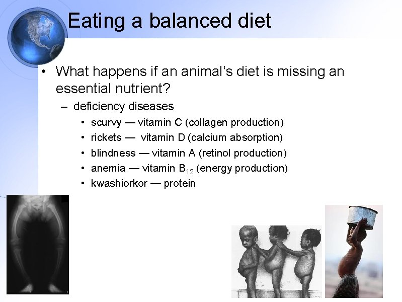 Eating a balanced diet • What happens if an animal’s diet is missing an