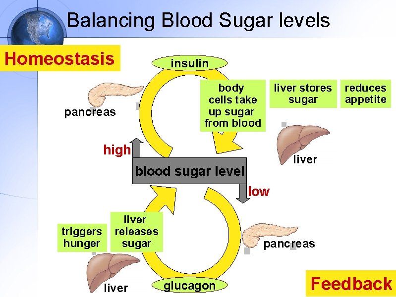 Balancing Blood Sugar levels Homeostasis insulin liver stores sugar body cells take up sugar