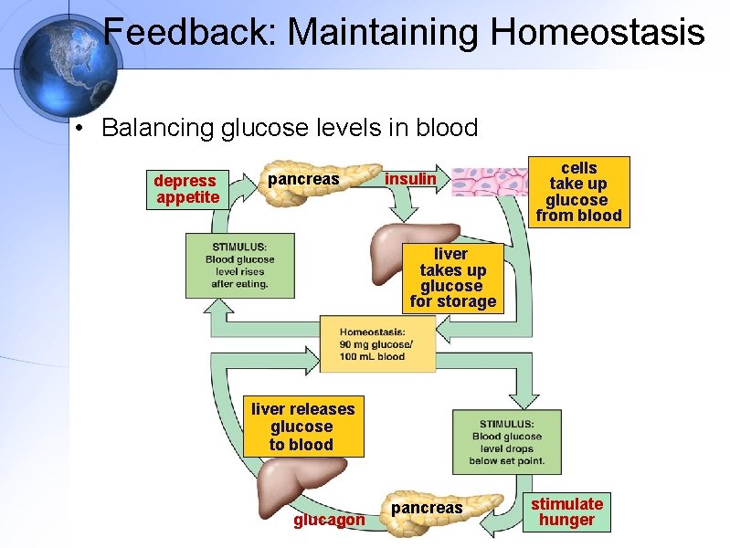 Feedback: Maintaining Homeostasis • Balancing glucose levels in blood depress appetite pancreas insulin cells