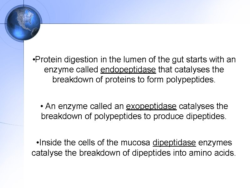  • Protein digestion in the lumen of the gut starts with an enzyme