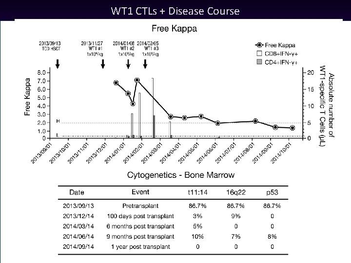 WT 1 CTLs + Disease Course WT 1 CTLs + Disease Course