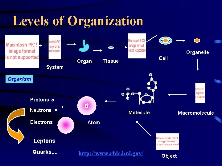Levels of Organization Organelle Organ Cell Tissue System Organism Protons Neutrons Electrons Molecule Macromolecule