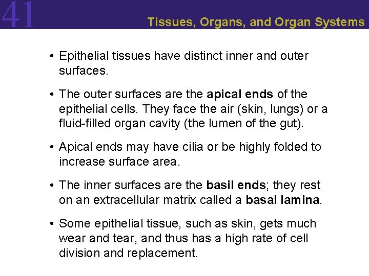 41 Tissues, Organs, and Organ Systems • Epithelial tissues have distinct inner and outer