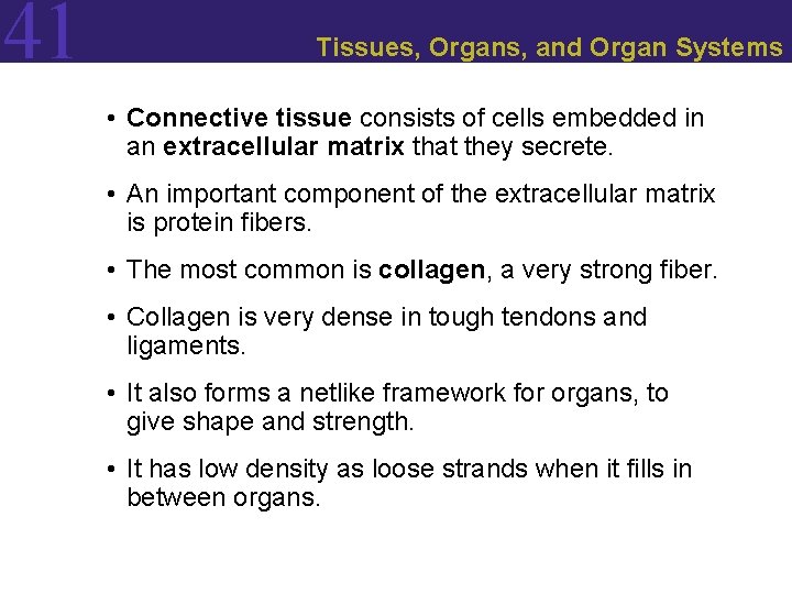 41 Tissues, Organs, and Organ Systems • Connective tissue consists of cells embedded in