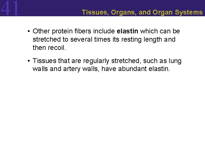 41 Tissues, Organs, and Organ Systems • Other protein fibers include elastin which can