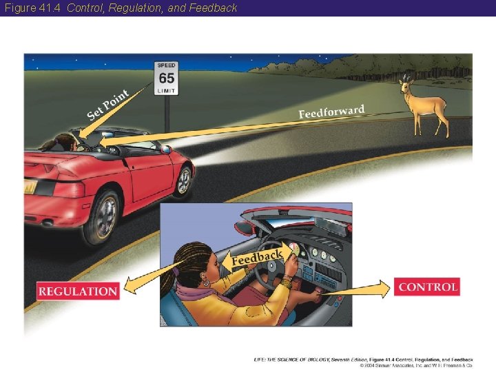 Figure 41. 4 Control, Regulation, and Feedback 